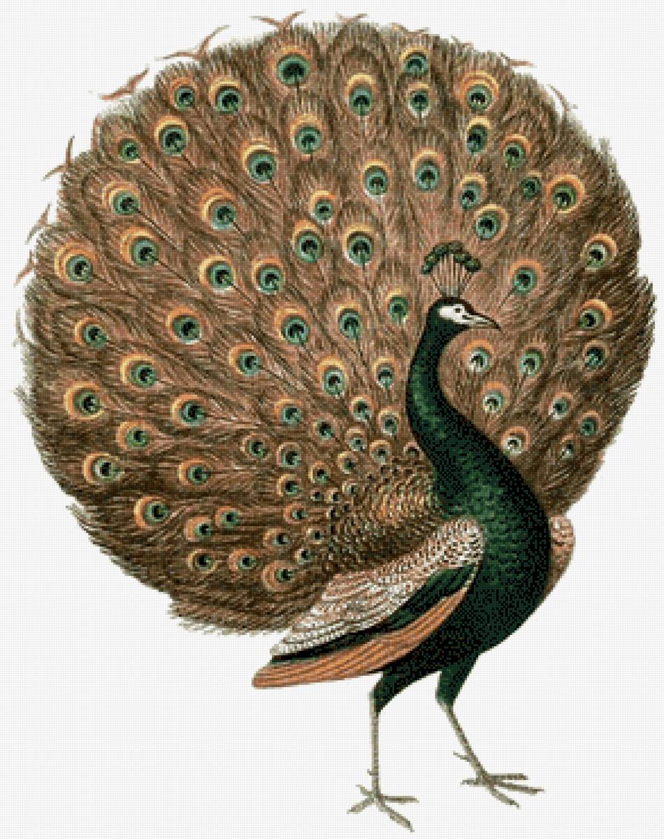 Golden Peacock - hermosa fauna - предпросмотр