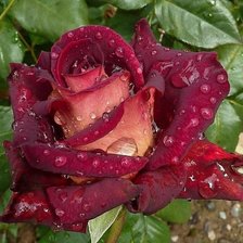 Схема вышивки «№2501174»