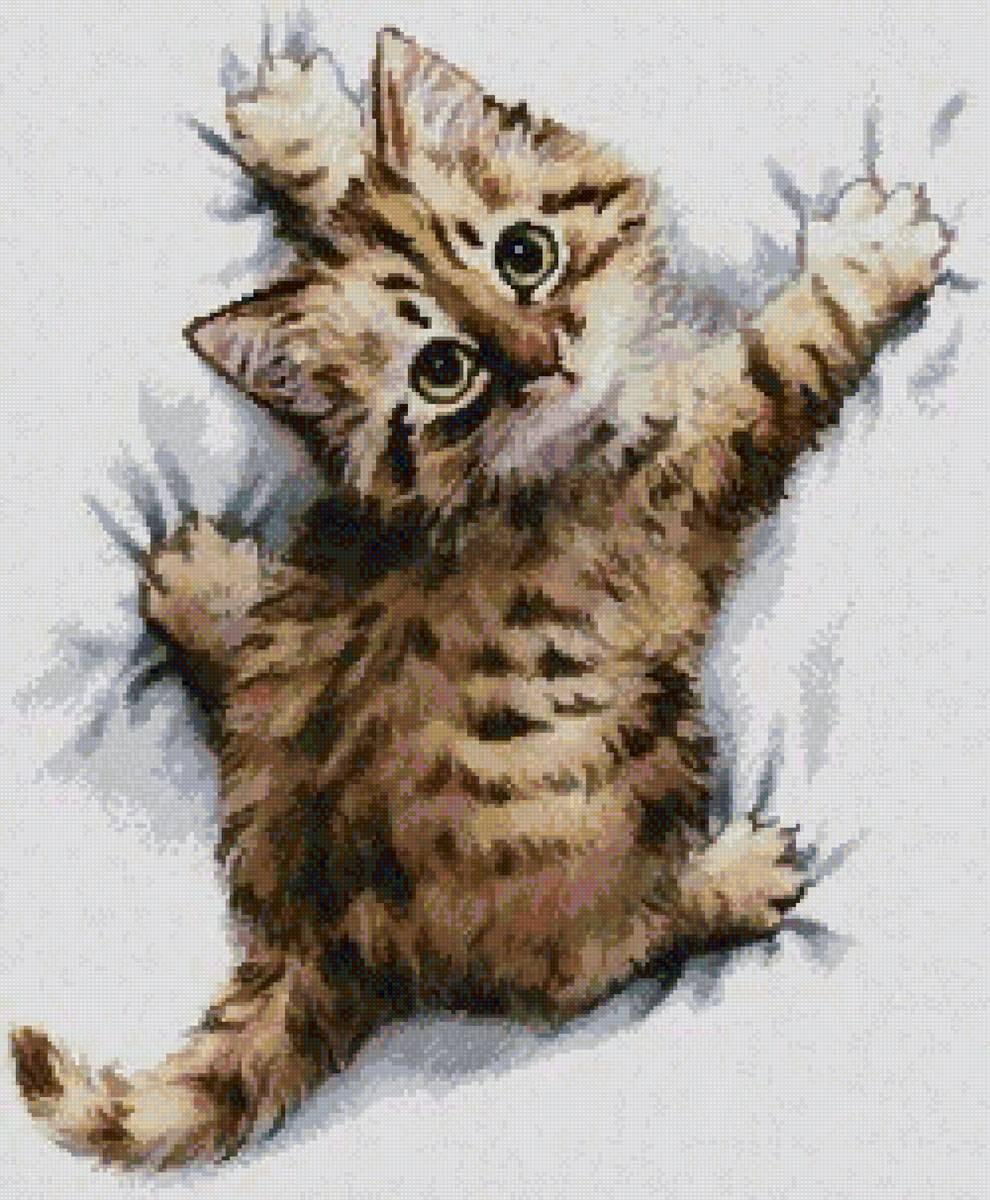 Царап - котенок, кот - предпросмотр