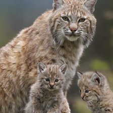 Схема вышивки «№2501344»