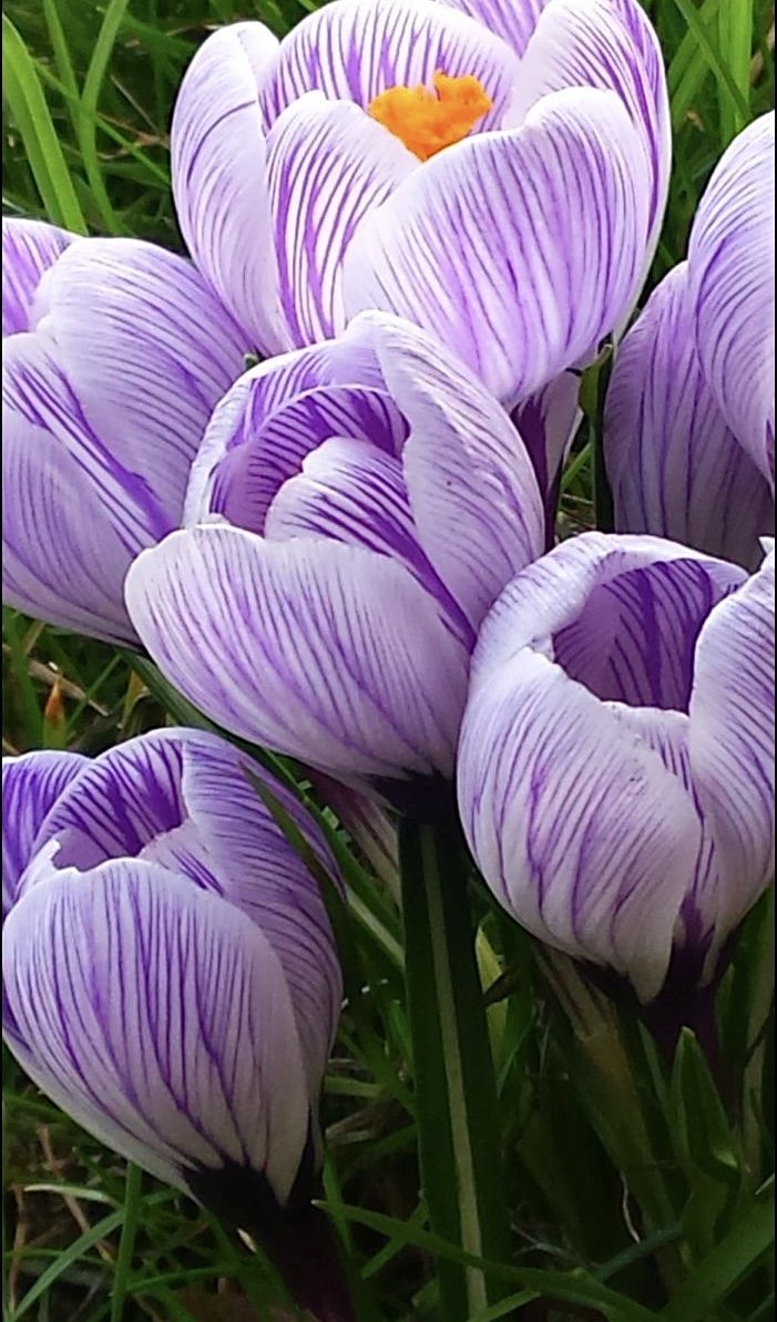 Весенние цветы - растения, цветы - оригинал