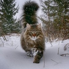 Схема вышивки «№2501466»