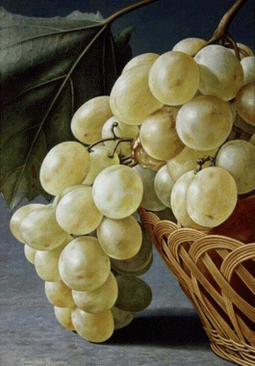 Гроздь винограда - натюрморт, виноград, фрукты - предпросмотр