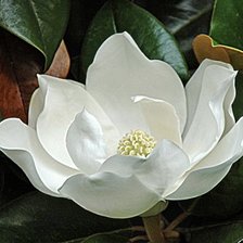 Схема вышивки «Белая красавица»