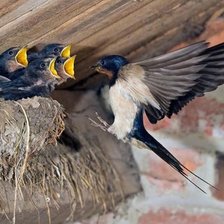 Схема вышивки «№2501927»