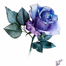 Схема вышивки «РОЗА»