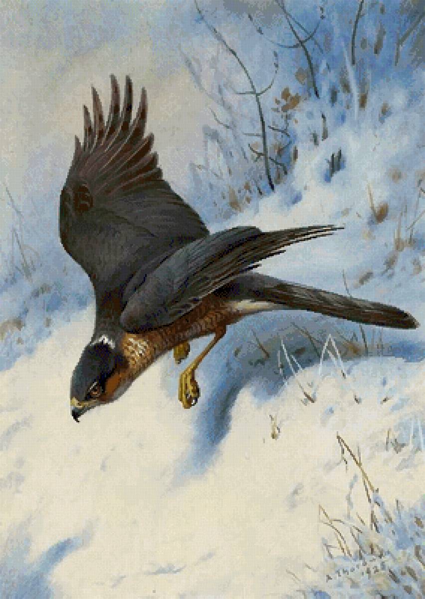 №2502387 - предпросмотр