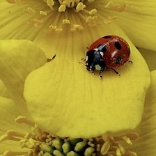 Схема вышивки «Красное на желтом»