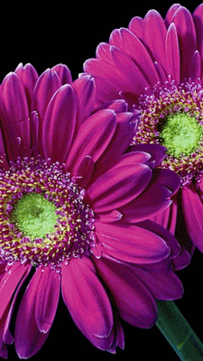 Герберы - цветы, растения - предпросмотр