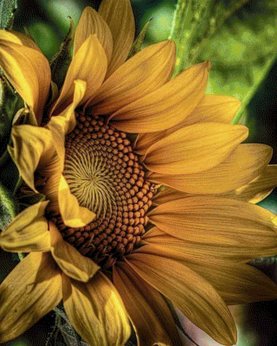 Цветок солнца - растения, подсолнух, цветы - предпросмотр