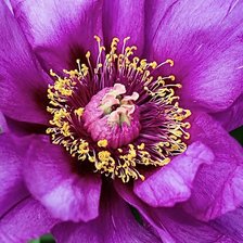 Схема вышивки «Цветок»