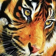Схема вышивки «Тигр»