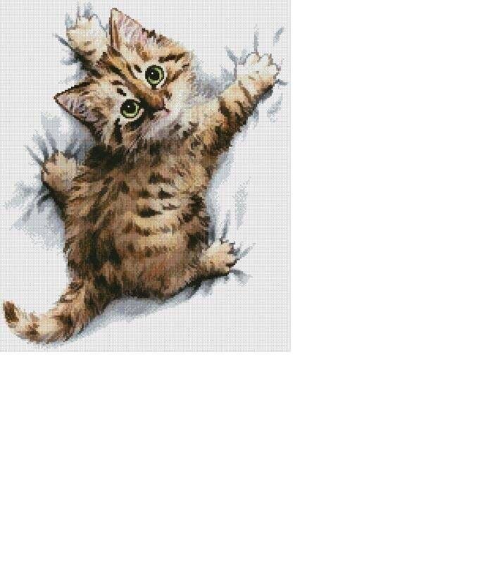 Не ожидал - животные, котенок, кот, малыш, кошки, глаза, няша - оригинал