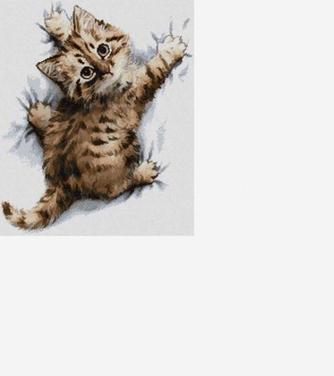 Не ожидал - глаза, котенок, малыш, кошки, кот, няша, животные - предпросмотр