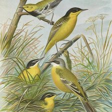 Схема вышивки «№2504427»