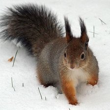 Схема вышивки «№2504443»