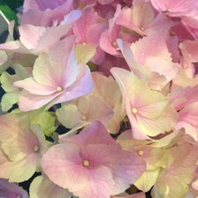 Схема вышивки «гортензія»