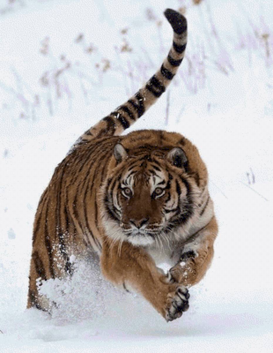 №2504450 - предпросмотр