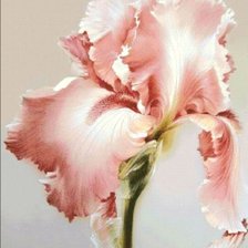 Схема вышивки «Ирис»