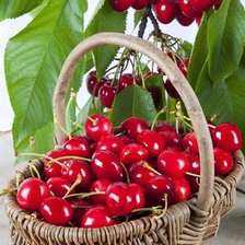 Схема вышивки «№2504800»