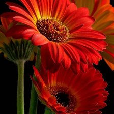 Схема вышивки «Цветы»