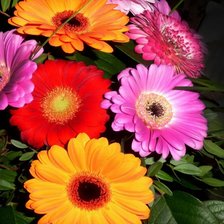 Схема вышивки «Цветы»