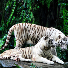 Схема вышивки «пара»