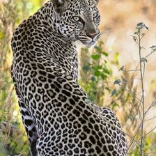 Схема вышивки «Кошки»