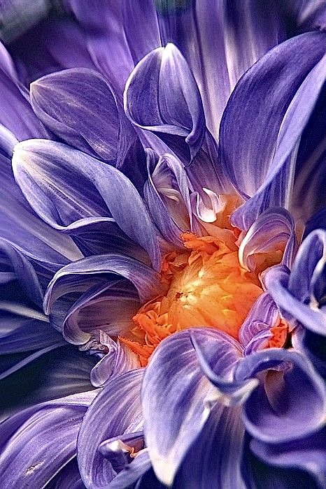 Астра - цветы, растения - оригинал