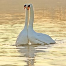 Схема вышивки «№2505373»