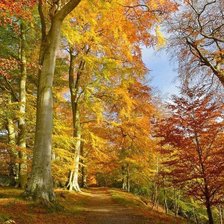 Схема вышивки «№2505542»