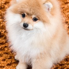 Схема вышивки «Шпиц»