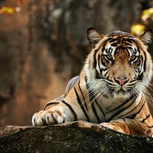 Схема вышивки «Тигр»