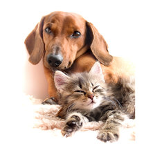 Схема вышивки «друзья»