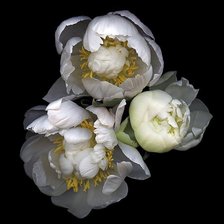 Схема вышивки «пионы»