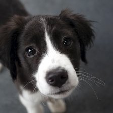 Схема вышивки «Щенок»