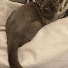 Схема вышивки «Филечка»