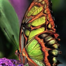 Схема вышивки «Бабочка»