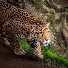 Схема вышивки «№2507147»