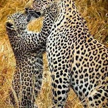 Схема вышивки «№2507177»