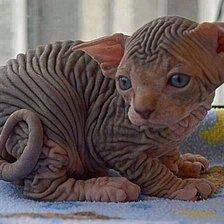 Схема вышивки «№2507181»