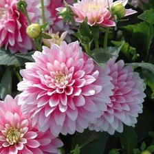 Схема вышивки «№2507186»