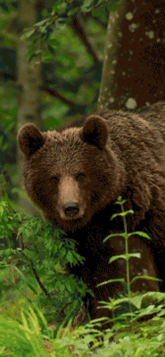 oso - paisaje - предпросмотр