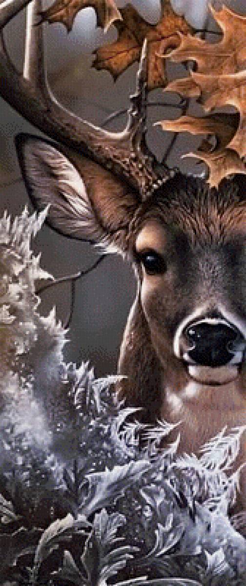 Олень - животные, природа, олени - предпросмотр