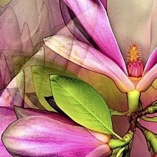 Схема вышивки «Магнолии»