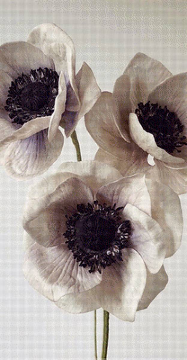 Морозник - цветы, растения - предпросмотр