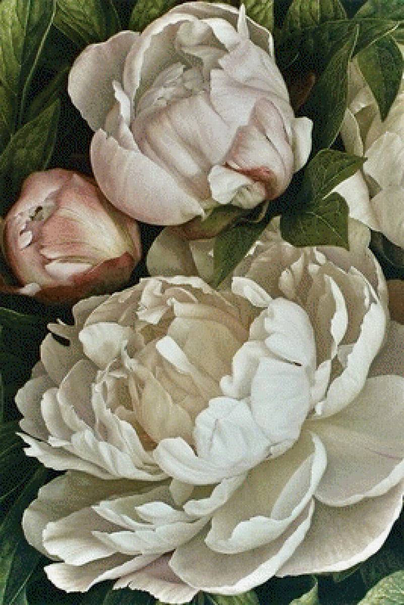 Белые пионы - растения, цветы - предпросмотр