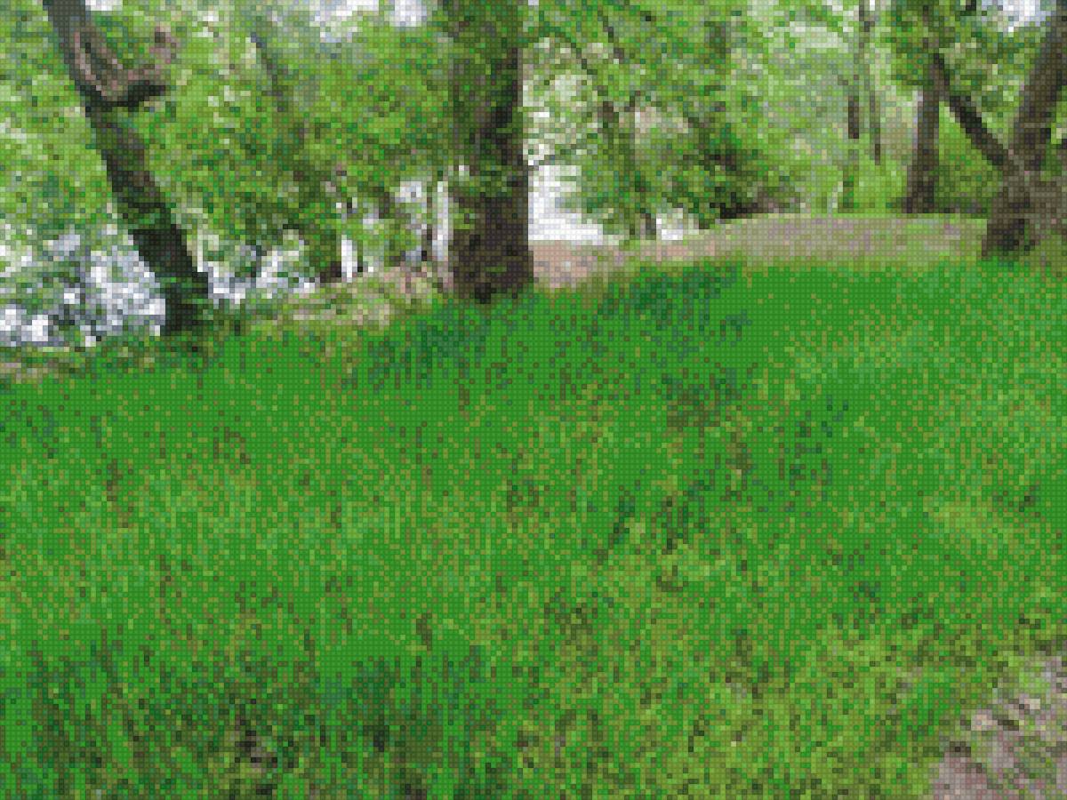 Лес - предпросмотр