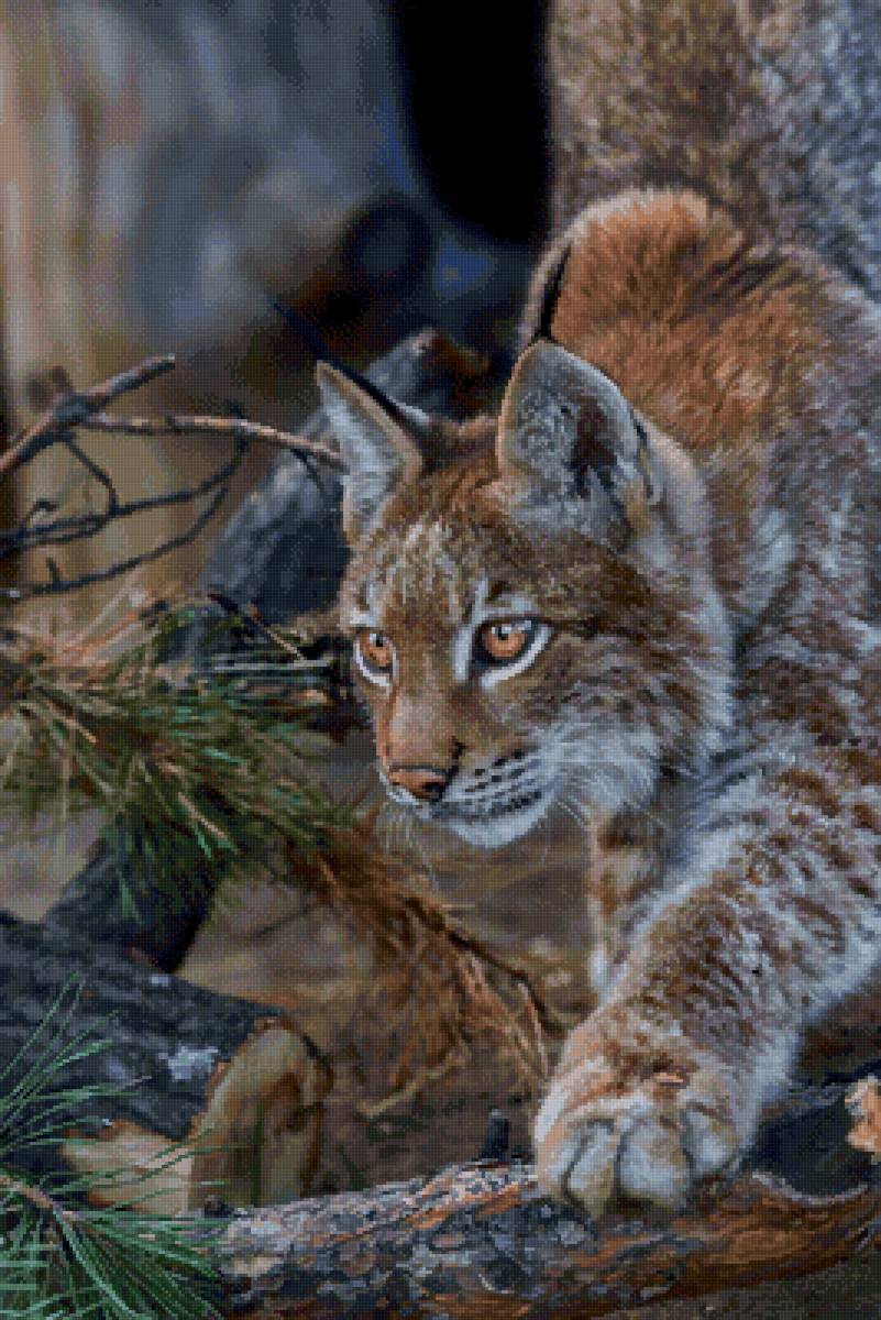 Рыська - рысь, лес, кошки - предпросмотр