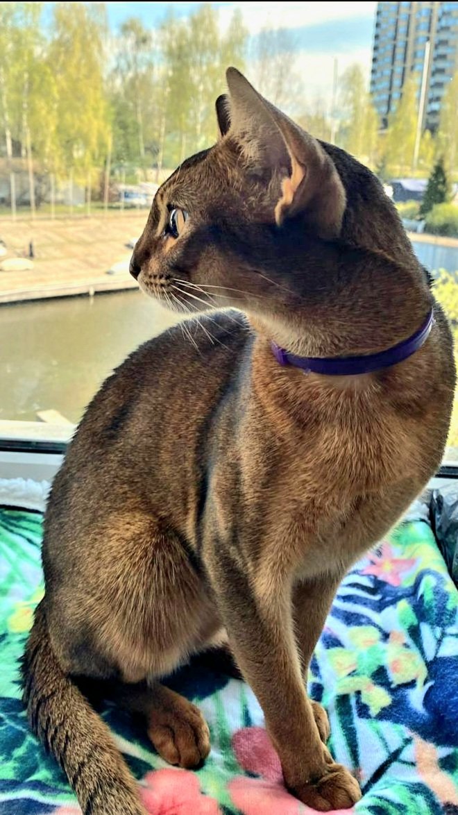 Абиссинская кошка - котик - оригинал